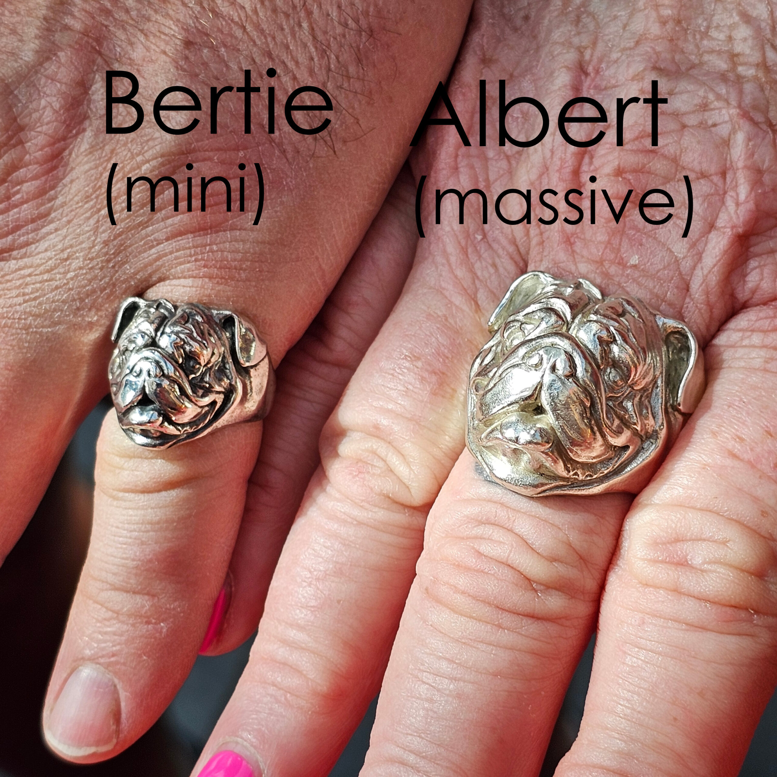 Albert the English Bulldog - Image 5